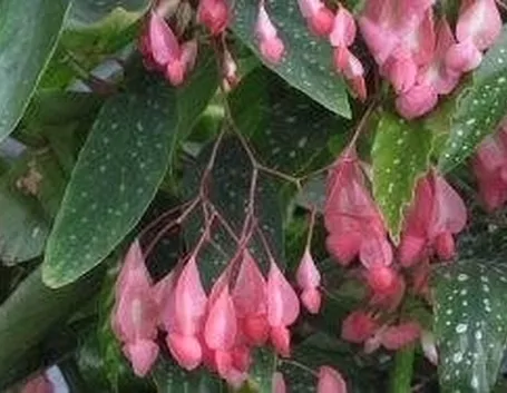 Begonia corallina
