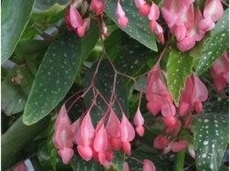 Begonia corallina
