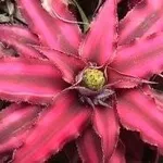 Bromeliacea