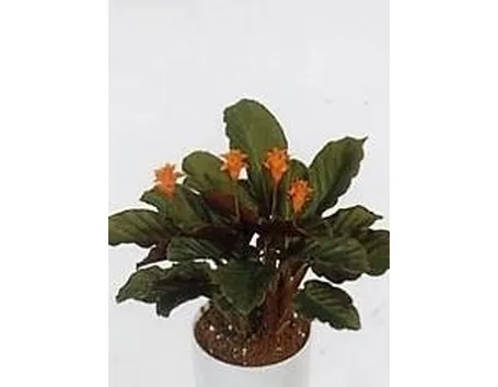 Calathea