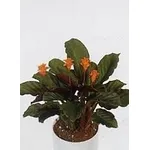 Calathea