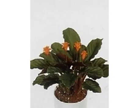 calathea crocata