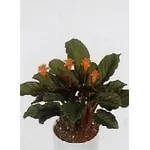 calathea crocata