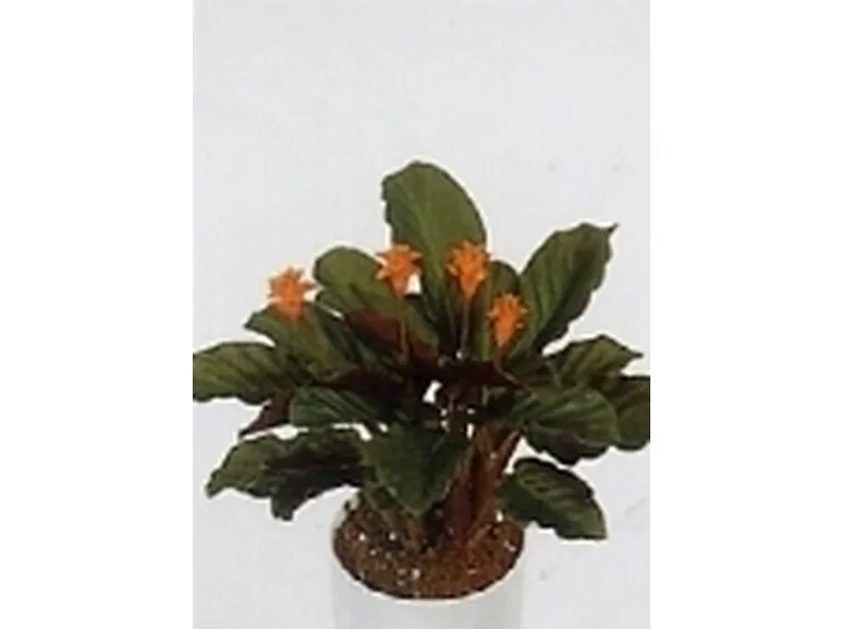 calathea crocata