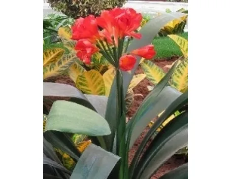 Clivia di colore scuro