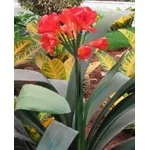 Clivia di colore scuro