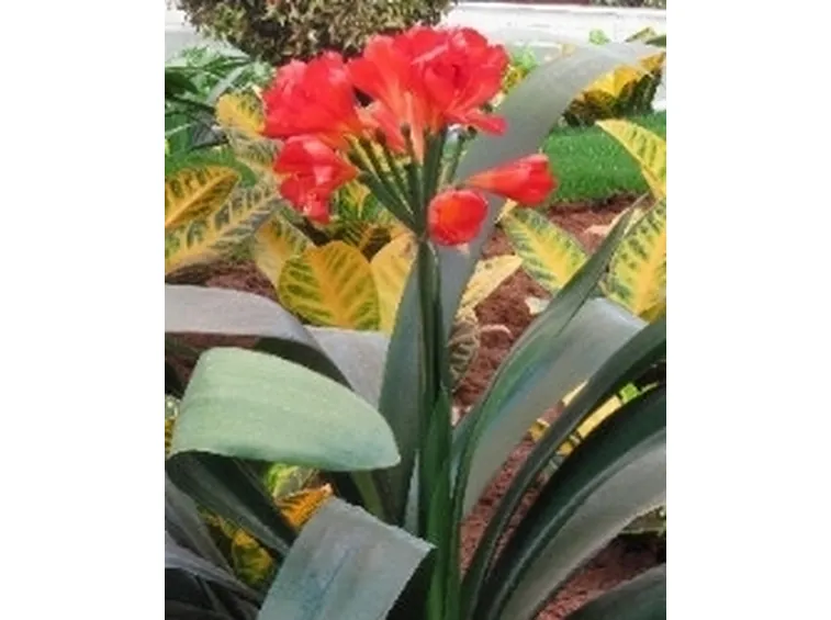 Clivia di colore scuro