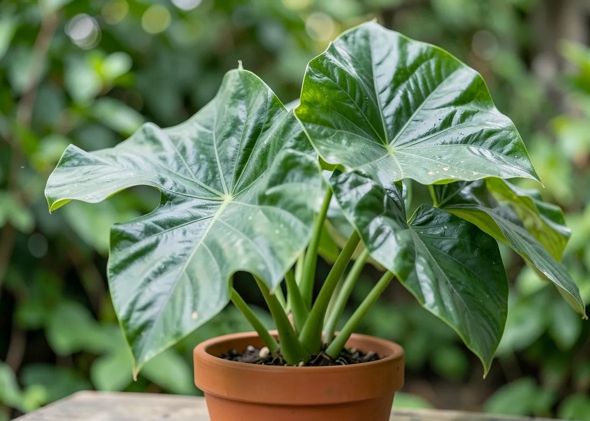 colocasia