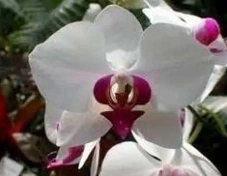 fiori di orchidea