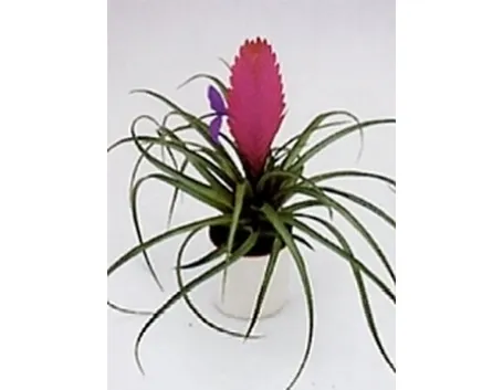 tillandsia