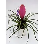 tillandsia