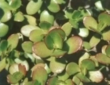 Crassula
