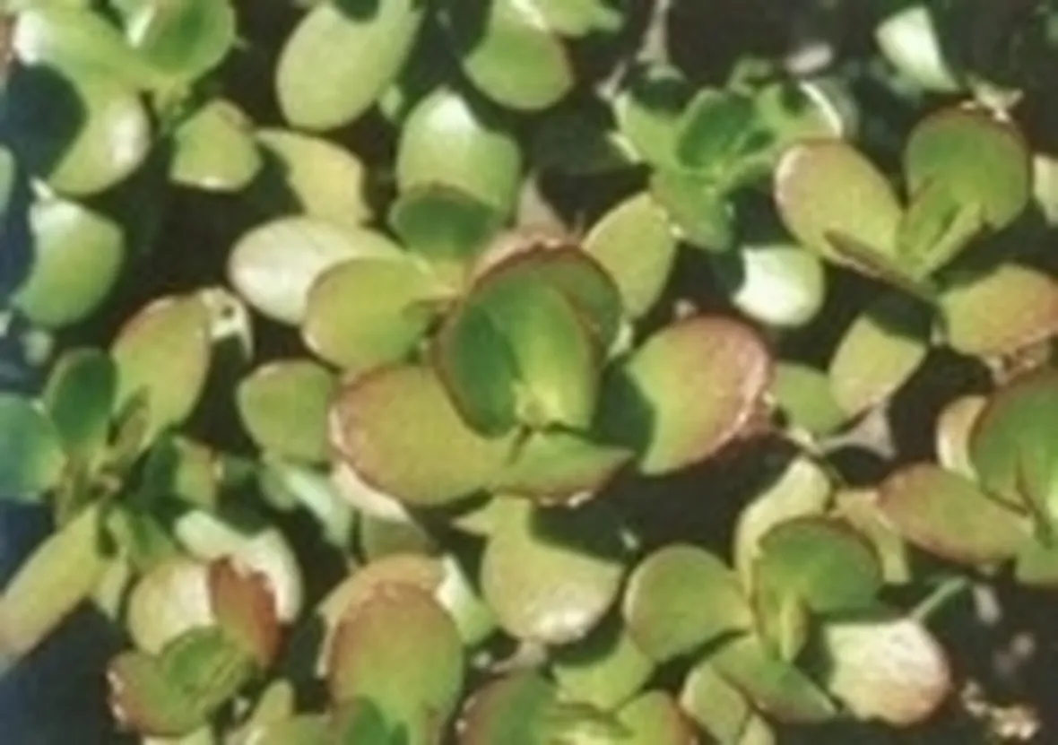 Crassula