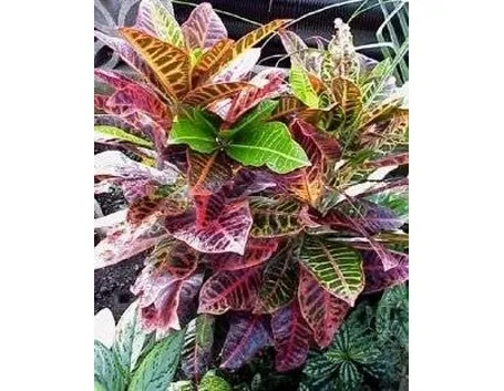 Croton