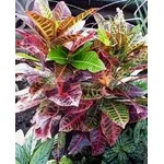Croton