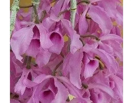 Dendrobium