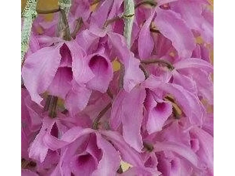 Dendrobium