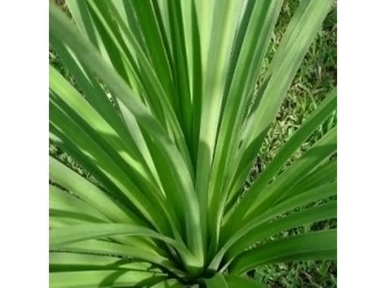 dracena indivisa