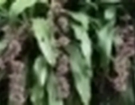 dracena
