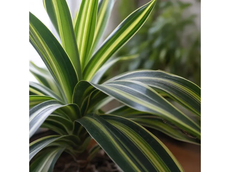 dracena