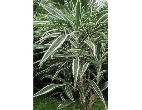 Dracena