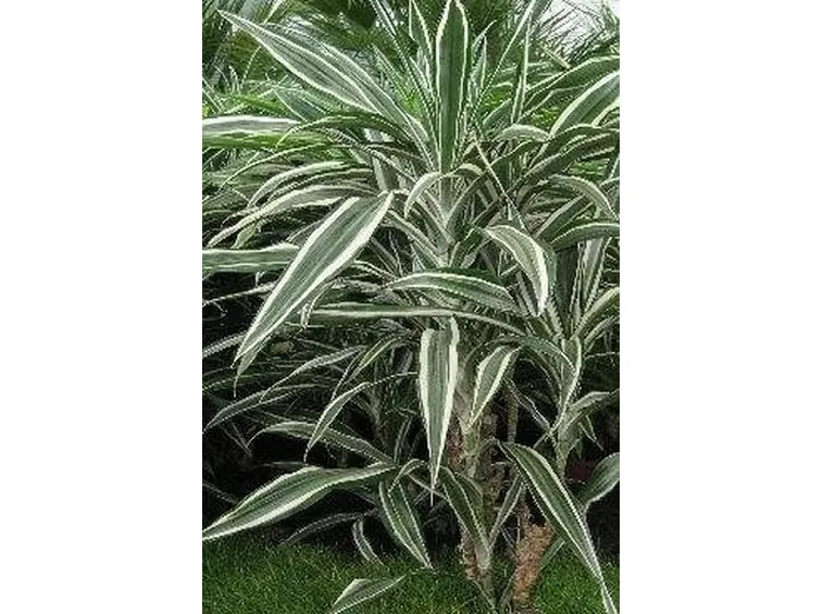 Dracena
