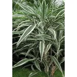 Dracena