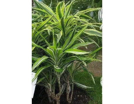Dracena