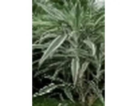 Dracena 