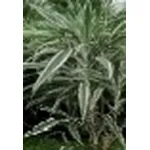 Dracena 