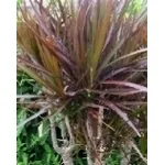 dracena