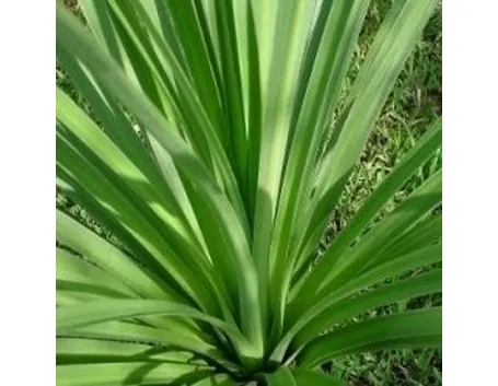 dracena