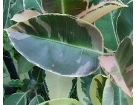 emergenza ficus 