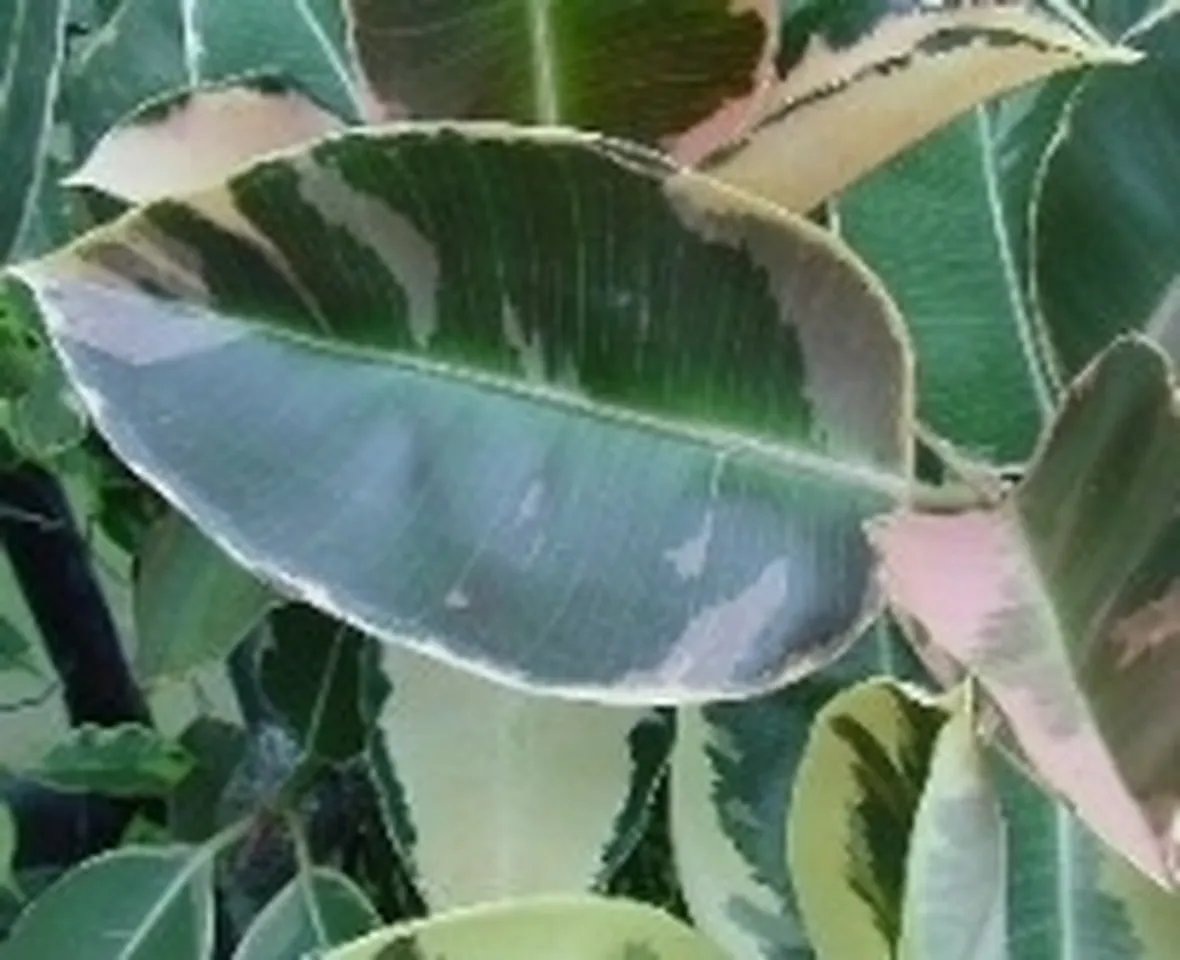 emergenza ficus 