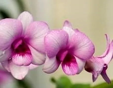 Dendrobium
