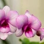 Dendrobium