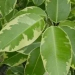 ficus benjamin