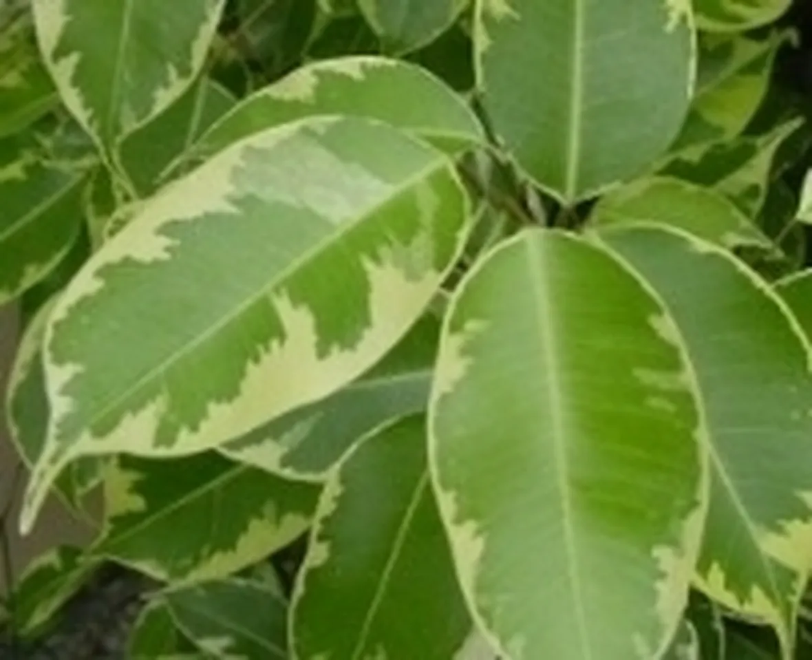 ficus benjamina