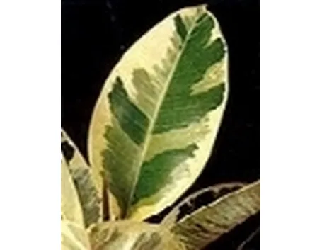 ficus elastica