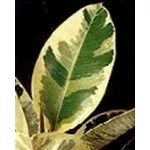 ficus elastica