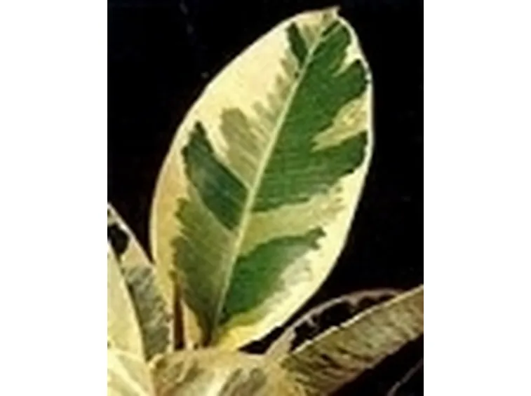 ficus elastica