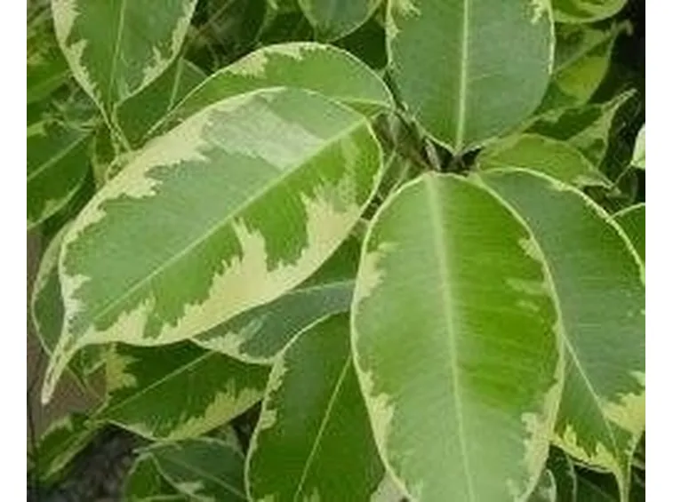 Ficus foglie