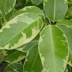 Ficus