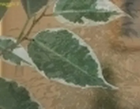 ficus