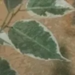 ficus