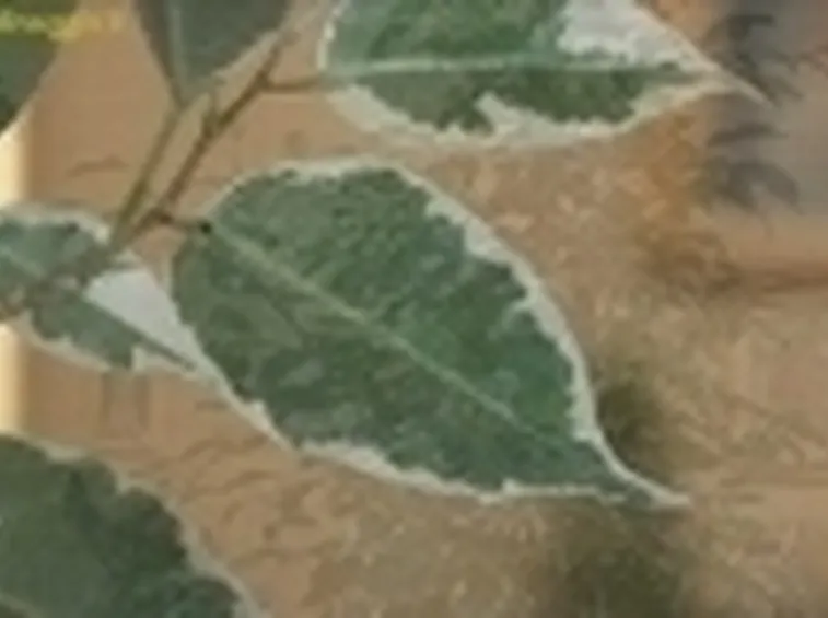 ficus