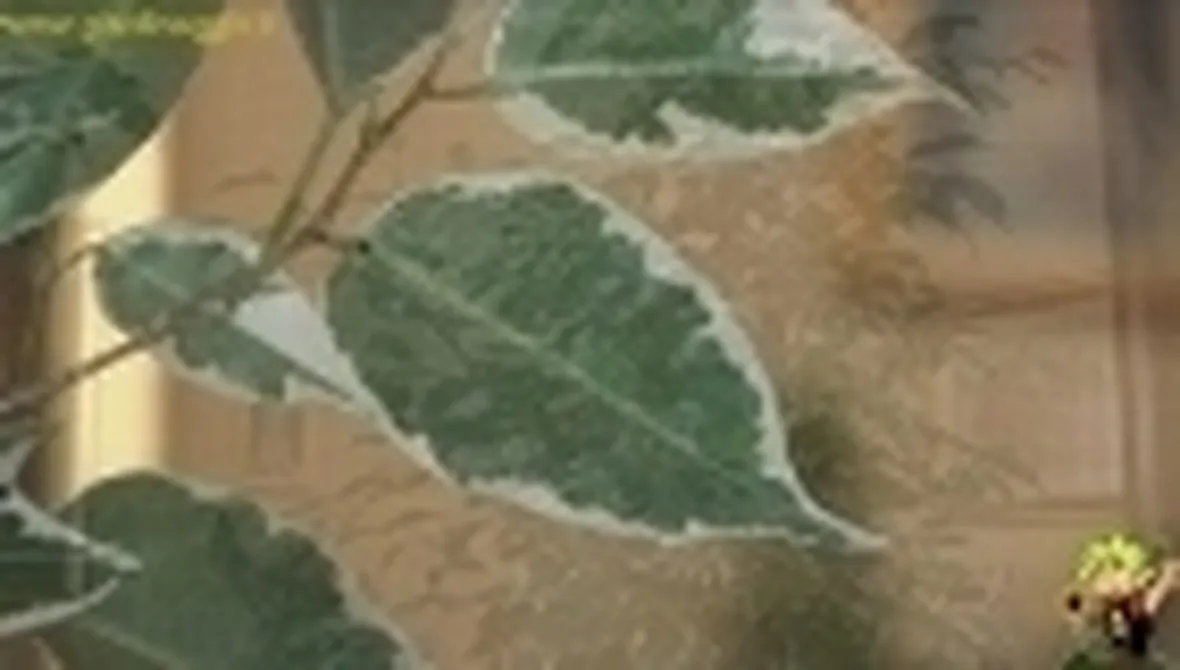 ficus