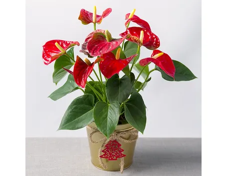 anthurium