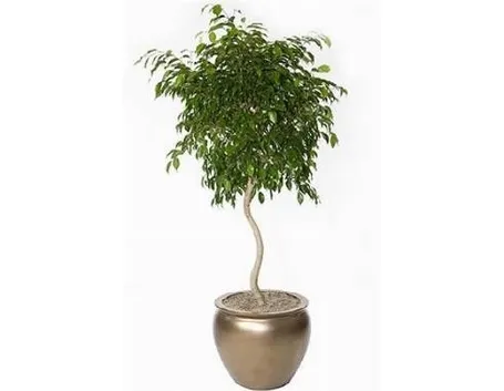 Ficus