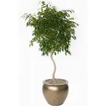 Ficus